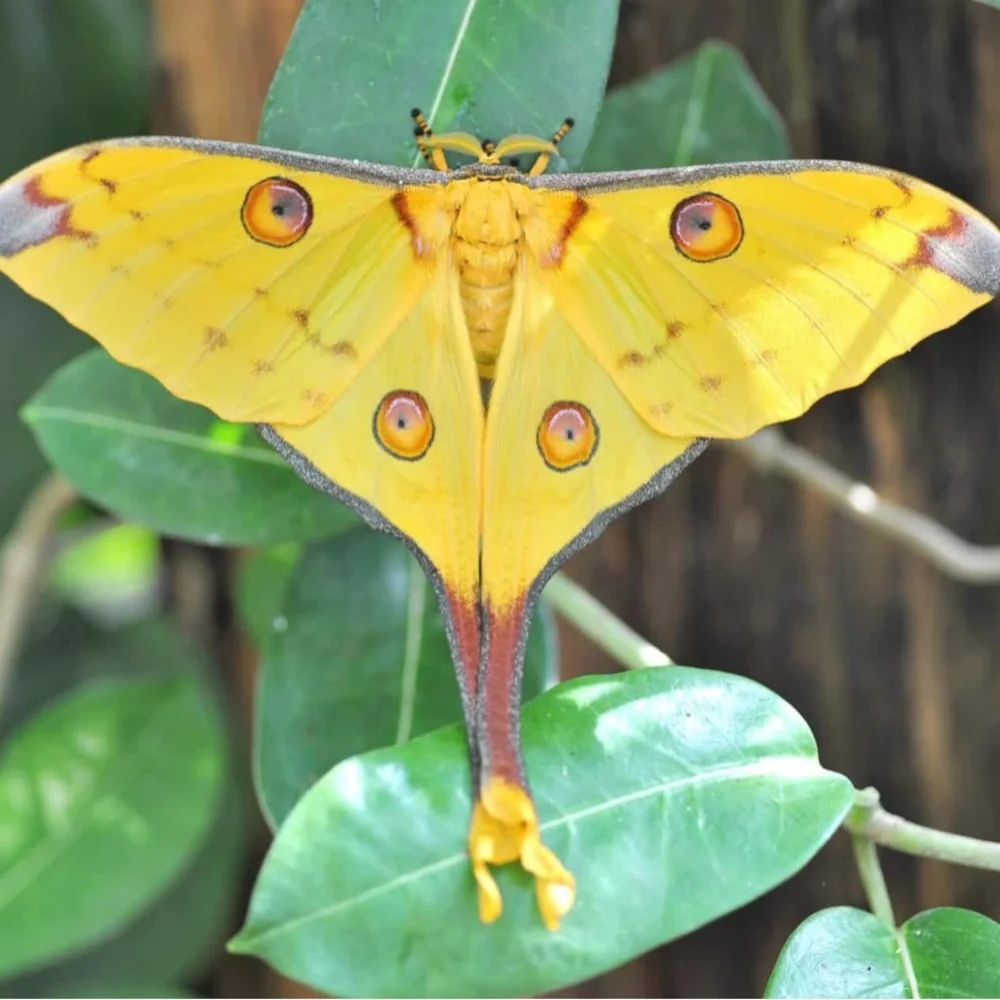 Moth crescent moon silver earrings - Picture 3 of 13